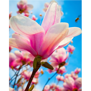 "Springtime Magnolia Blossoms"